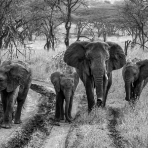 WONDERS OF OUR PLANET, Beauty of wildlife by Camille Massida Photography by Camille Massida Photography